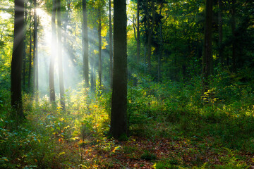 Fototapeta na wymiar Beautiful sunny morning in the green forest