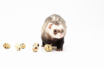 A domestic ferret eats a quail egg. With porcelain dishes. Animal color - standard.