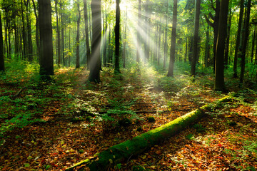 Beautiful sunny morning in the green forest