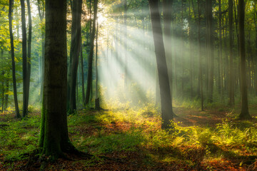 Beautiful sunny morning in the green forest © Piotr Krzeslak