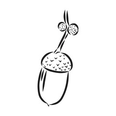 vector monochrome illustration of acorn. Hatching performed on graphic tablet