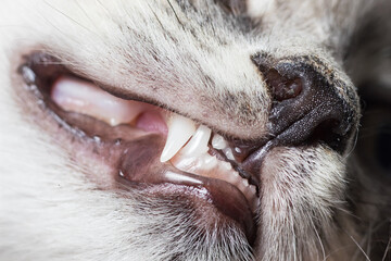 Baby teeth in a small kitten. Dentistry for cats, close-up.