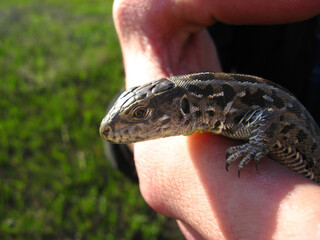 Close up of a sand lizard in male hand