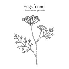Hogs fennel, or sulphurweed Peucedanum officinale , medicinal plant