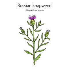 Russian knapweed Rhaponticum repens , medicinal plant - obrazy, fototapety, plakaty
