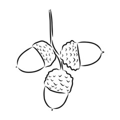 vector monochrome illustration of acorn. Hatching performed on graphic tablet