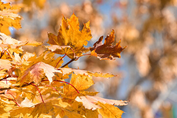 Close-up branch of the tree with golden leaves, autumn nature in sunny day