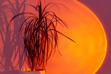 Dark silhouette of green palm plant in white pot and cast shadow illuminated by directed orange...