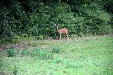 Reh auf der Wiese