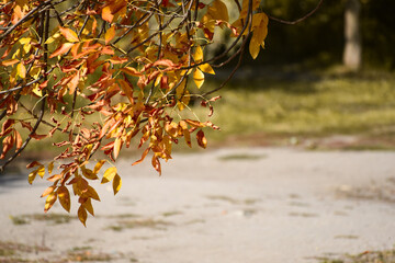 Close-up branch of the tree with golden leaves, autumn nature in sunny day