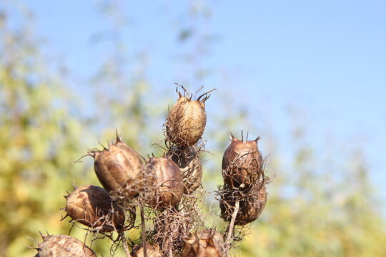  Seed capsules, nigella damascena. young in the green, boquet of dry flowers.
