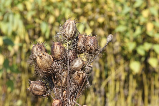 Seed capsules, young in the green, nigella damascena, bouquet of dry flowers.  