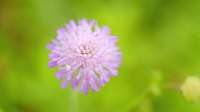 Shot of a Bumblebee, bombus sp., on a scabious flower. Violet or blue flower, field scabious.