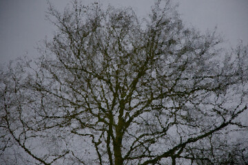 reflection view of trees in the lake