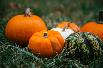 Symbols of Halloween. Pumpkin on the lawn.