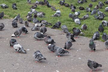 Naklejka premium pigeons on the street