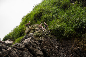 moss on the tree, bird