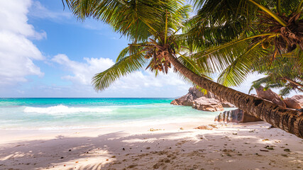 Schöne Palmen am Strand von Anse Patates auf der Insel La Digue auf den Seychellen