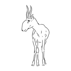 vector silhouette saiga on white background saiga animal vector