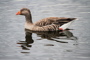 A close up of a Greylag Goose