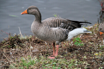 A close up of a Greylag Goose
