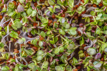 Organic raw green food. Different types of micro green dill sprouts. Vegan salad from microgreens.