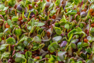 Organic raw green food. Different types of micro green dill sprouts. Vegan salad from microgreens.