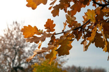 Autumn yellow oak leaves against the sky.Autumn background with leaves. Beautiful autumn landscape.