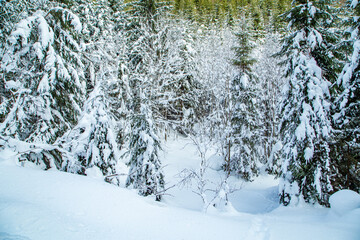 snow coniferous forest. winter season. cold