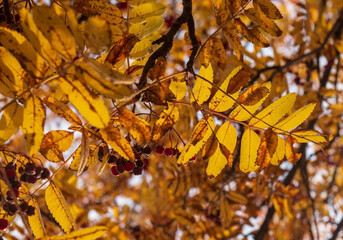 Mountain ash branches with yellow leaves and red berries illuminated by the sun. Natural autumn background.