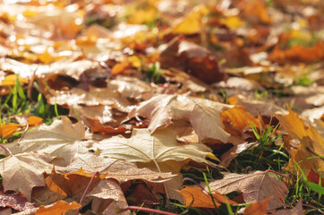 Fallen maple leaves on the ground. Yellow leaves in the park on a sunny day.