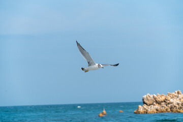 Fototapeta na wymiar Seagulls flying on the summer sea