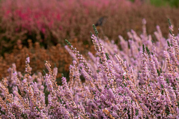 Obraz premium Light pink calluna vulgaris heather flowers by the name of Applecross, photographed in a garden in Wisley, Surrey UK.