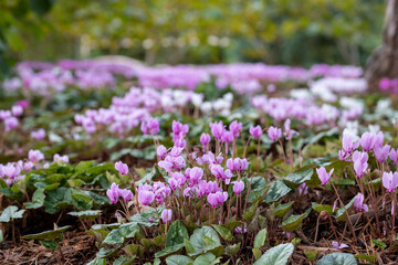 Clumps of pink cyclamen flowers growing under a tree, photographed in a garden in Wisley, Surrey UK.  - obrazy, fototapety, plakaty