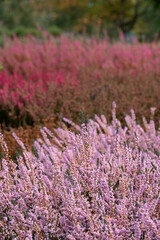 Obraz premium Light pink calluna vulgaris heather flowers by the name of Applecross, photographed in a garden in Wisley, Surrey UK.