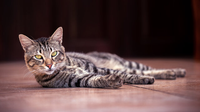 Eine zahme Wildkatze auf Takamaka auf Mah&eacute; auf den Seychellen