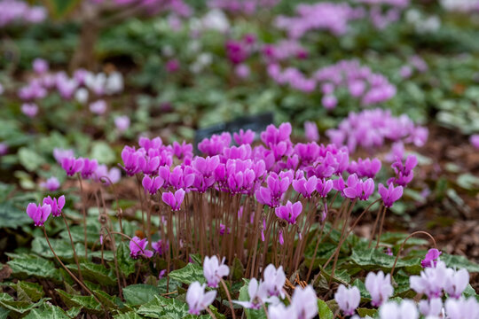 Clumps of pink cyclamen flowers growing under a tree, photographed in a garden in Wisley, Surrey UK. 