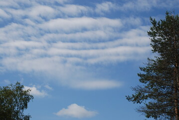 Obraz premium White clouds in the gap between the trees. In the light blue sky, white-gray cumulus clouds of various shapes float, along the edges of the tall green branches of trees.