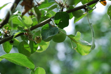 Small green apple on a branch. On a brown branch of an apple tree, a small green apple has grown among the green leaves. Empty flowers are visible nearby on the same branch