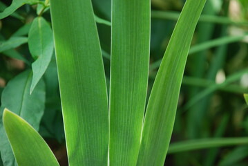 Wide flat leaves are stems. Several wide, hard green leaves of the plant grow side by side. the leaves are slightly striped in shades of green.
