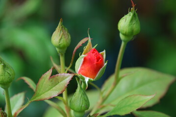 Red rose bud on a bush. Several flower buds have grown on the rose bush, most of them are still...