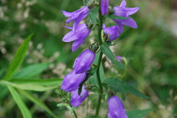 Bellflower rapunzel-shaped purple flower. On a thick, curved stem, a few purple middle bell flowers have blossomed. Some of the flowers have opened the petals, some are still closed.