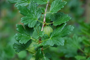 Green gooseberries. There are algae on the gooseberry bush and large green striped berries are still ripening. Around the leaves of the gooseberry and its branches with thorns.