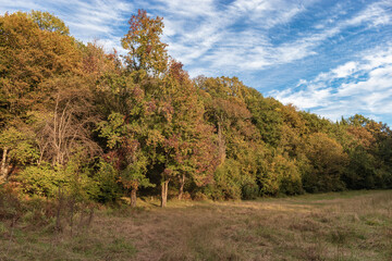 Autumn forest landscape. Forest and clearing in autumn with a cloudy sky. Autumn landscape in November. Beautiful autumn forest on a sunny day.
