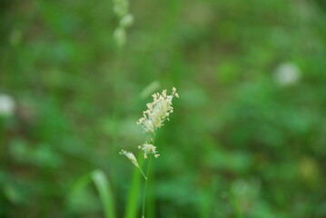 Dactylis team or common Dactylis. A species of perennial herbaceous plants. On a thin green stem, several thin branches of shoots with ripening green seeds