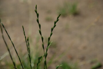 Spit perennial in Latin Lolium. Perennial herb on a thin green stem, which is alternately located inflorescence processes. Meadow grass or ogreous weed.