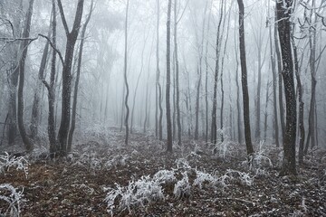 Winter forest frost landscape