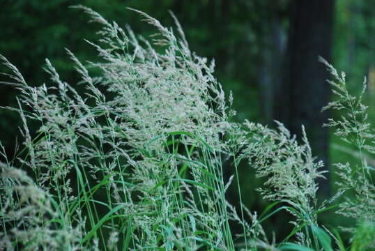 Calamagrostis canadensis is a sod grass. The tops of the Veinik plant grow against the background of a green forest. The plant has already formed seeds. They sway in the wind.