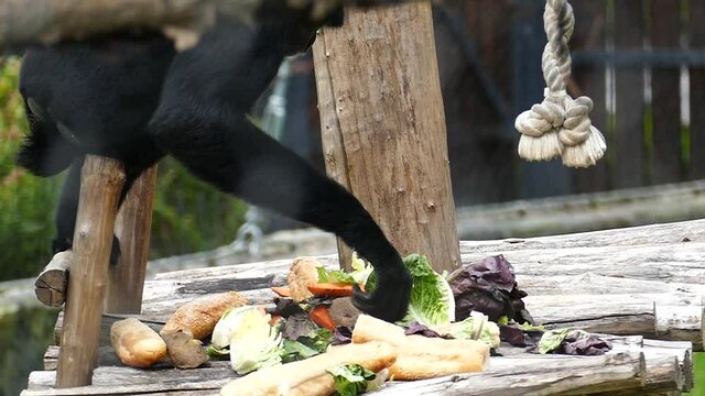 Siamang picks a loaf from a pile of food in the zoo and climbs the top branch in slow motion. Food Footage for Design and Decoration. Wildlife and Wild Animals Slow Motion Footage. Fast Food Concept.