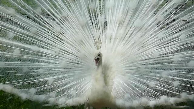 The albino white peacock spreads its tail and screams. Emotions of a wild bird. Graceful peacock at the zoo on a dark green background.